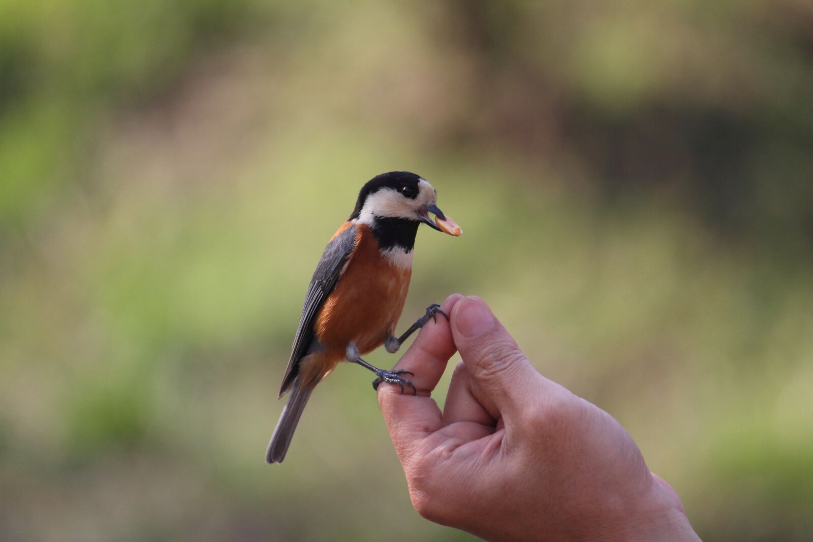 Canon EOS 7D sample photo. Varied tit, bird, nature photography