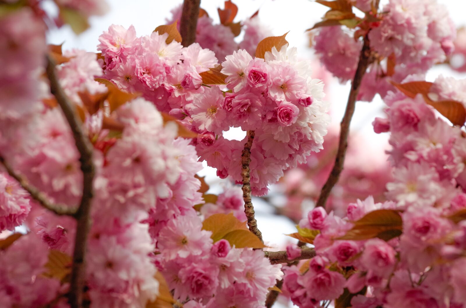 Pentax K-30 sample photo. Cherry blossom, spring, pink photography