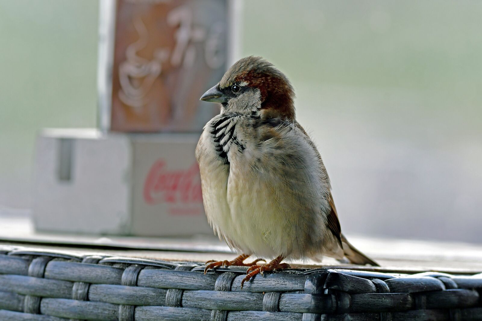 Nikon D500 sample photo. The commander, sperling, bird photography