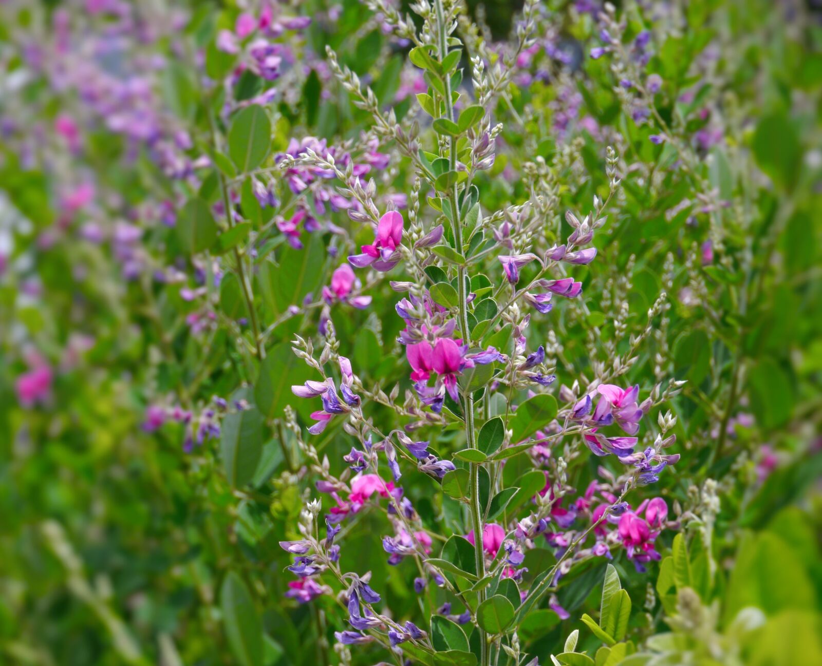Panasonic Lumix DMC-GX1 sample photo. Pink, red purple, blue-violet photography