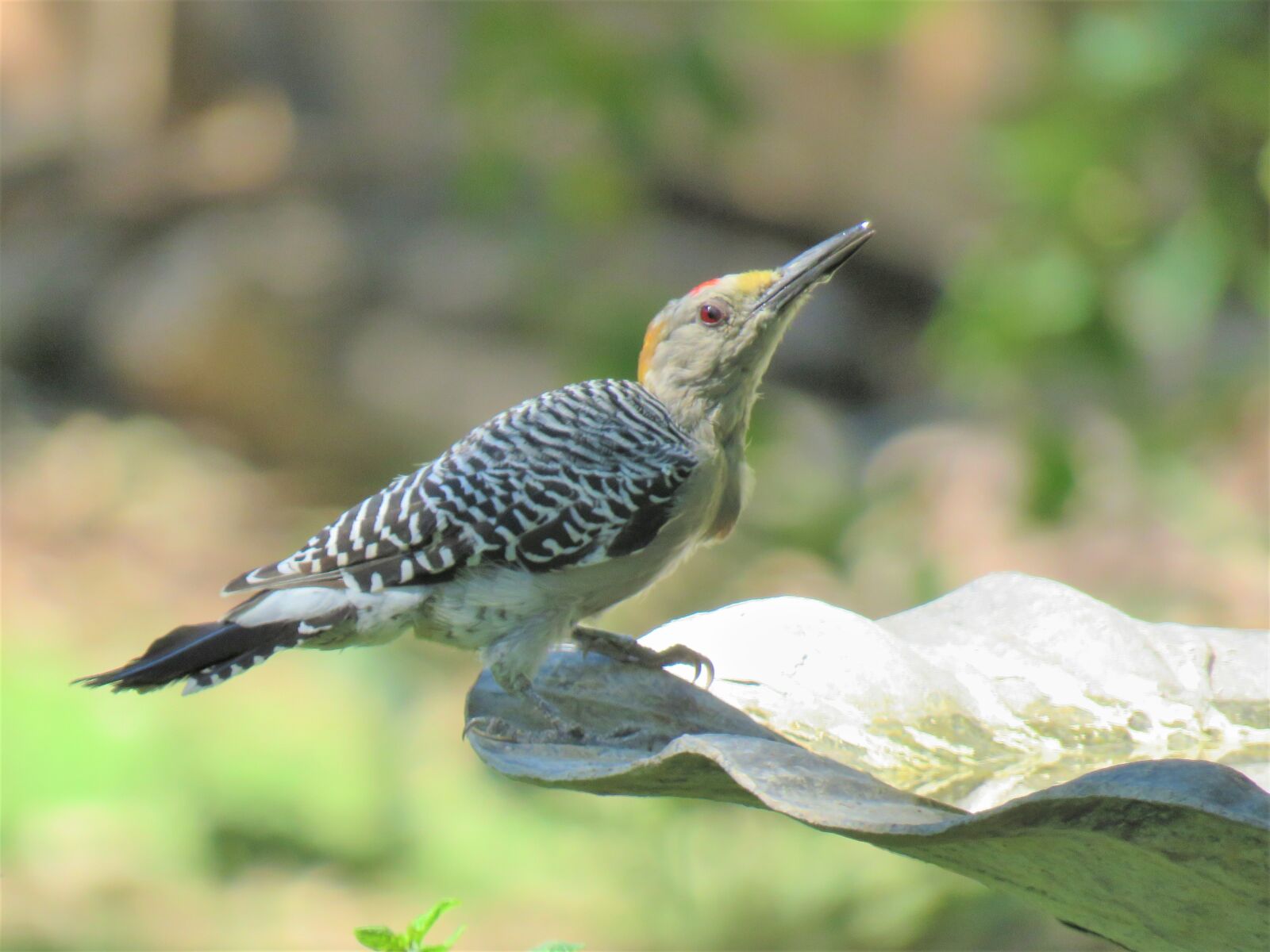 Canon PowerShot SX60 HS sample photo. Bird, woodpecker, wildlife photography