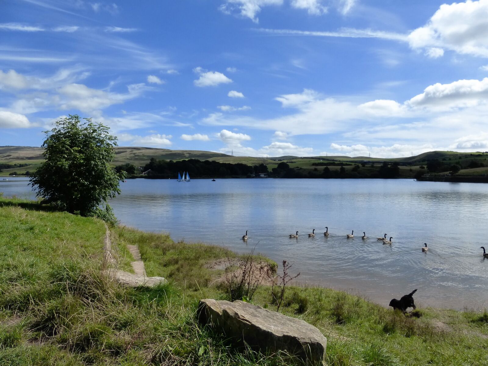 Panasonic Lumix DMC-ZS25 (Lumix DMC-TZ35) sample photo. Lake, dog, summer photography