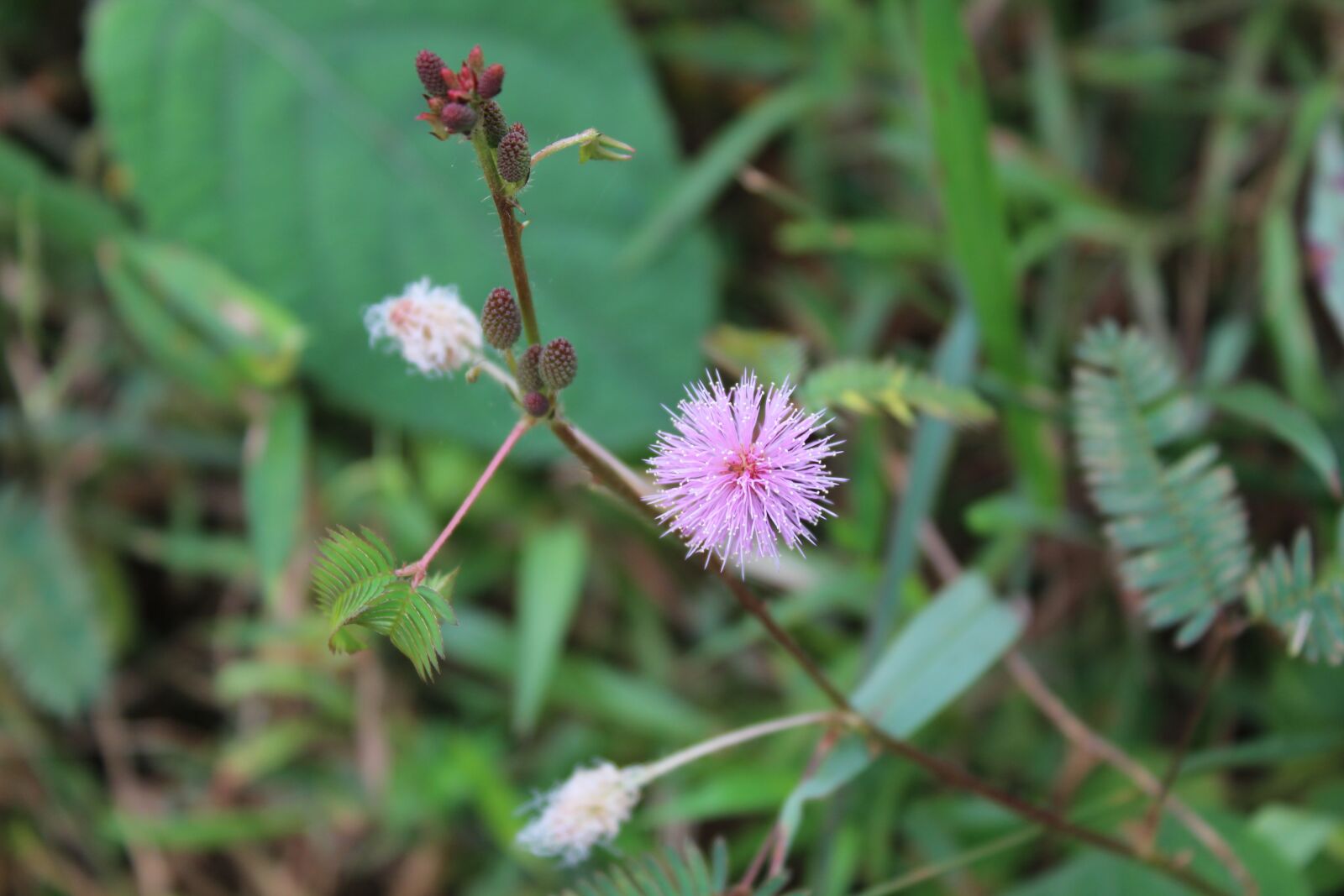 Canon EOS 1200D (EOS Rebel T5 / EOS Kiss X70 / EOS Hi) sample photo. Flower, wild, nature photography