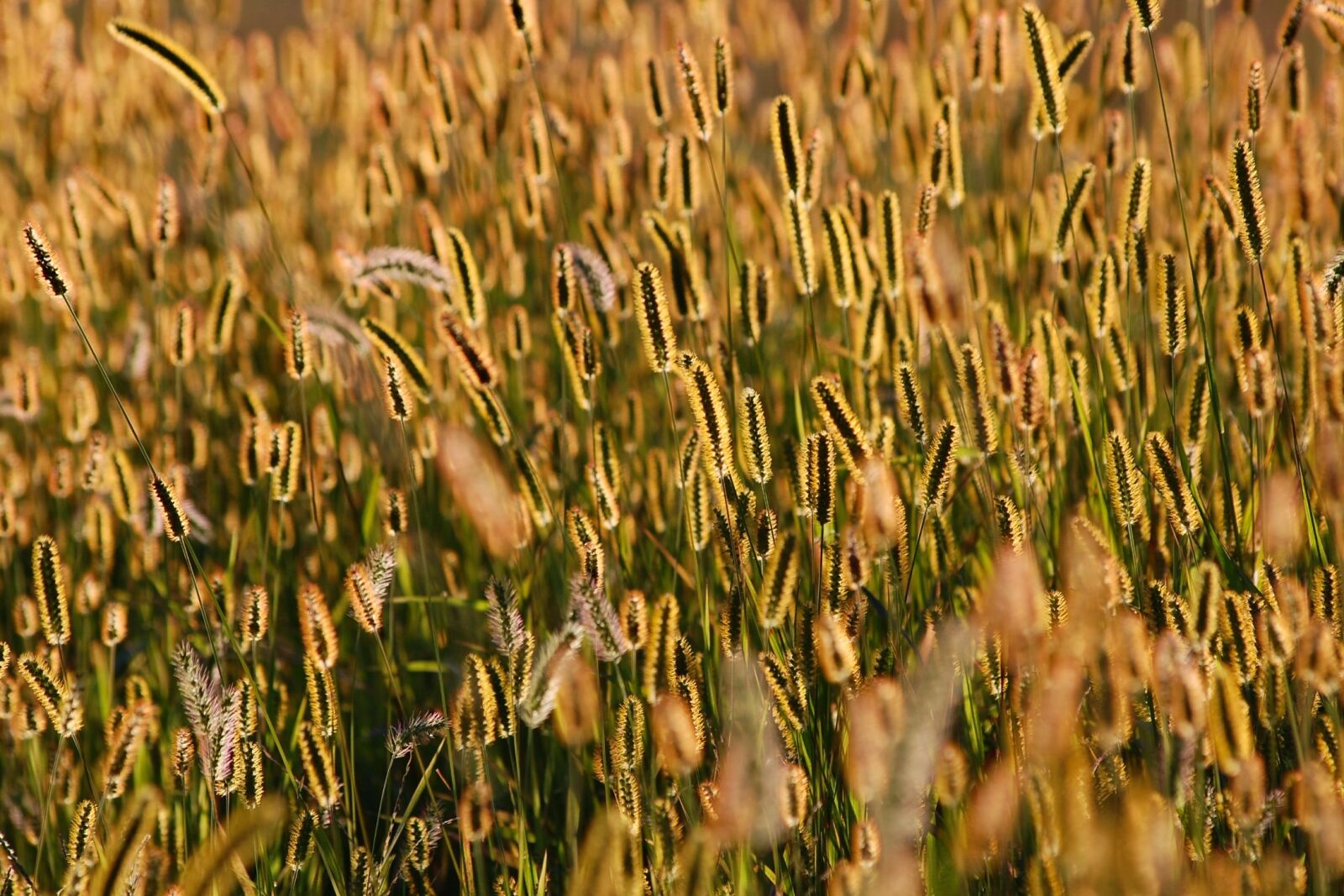 Nikon D40 sample photo. Japan, natural, plant photography