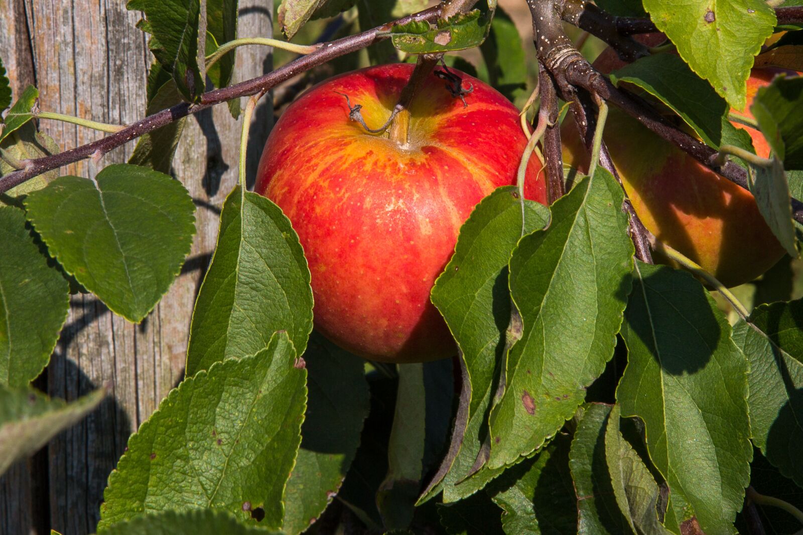 Canon EF 24-105mm F4L IS USM sample photo. Apple, apple tree, fruit photography