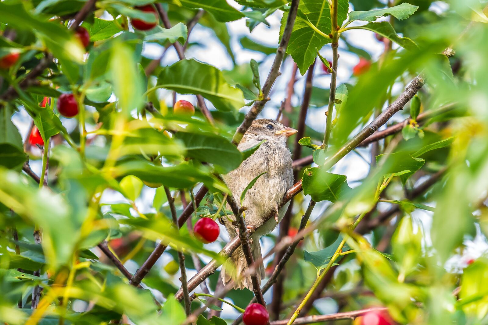 Nikon D7200 sample photo. Birds, sparrow, plumage photography