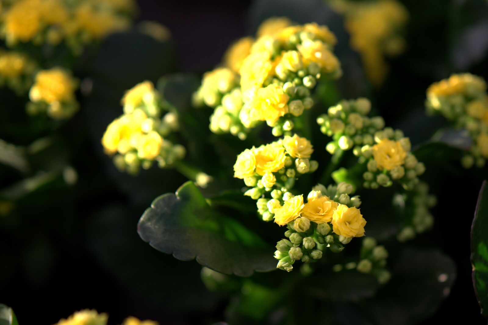 Sony a7 II sample photo. Flower, spring, garden photography