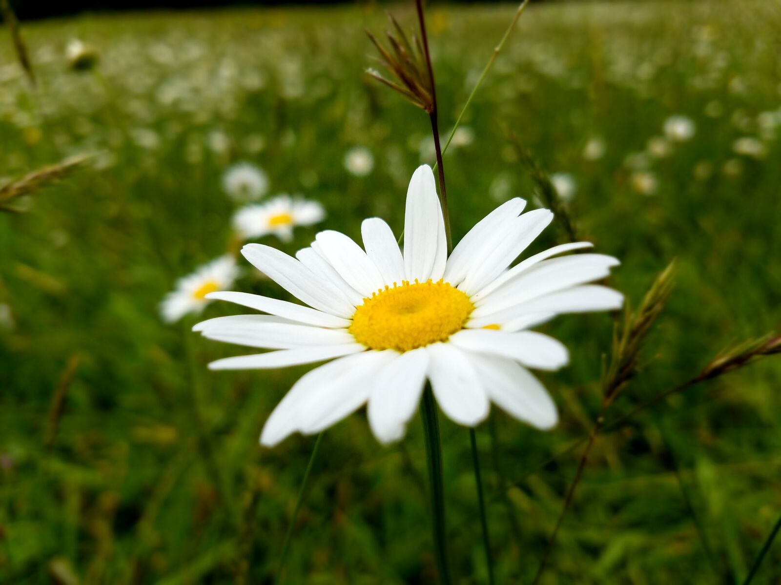 Samsung Galaxy S7 sample photo. Flower, daisy, nature photography