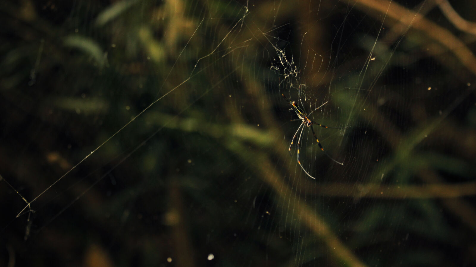 Canon EOS 100D (EOS Rebel SL1 / EOS Kiss X7) sample photo. Cobweb, nature, nature, photography photography