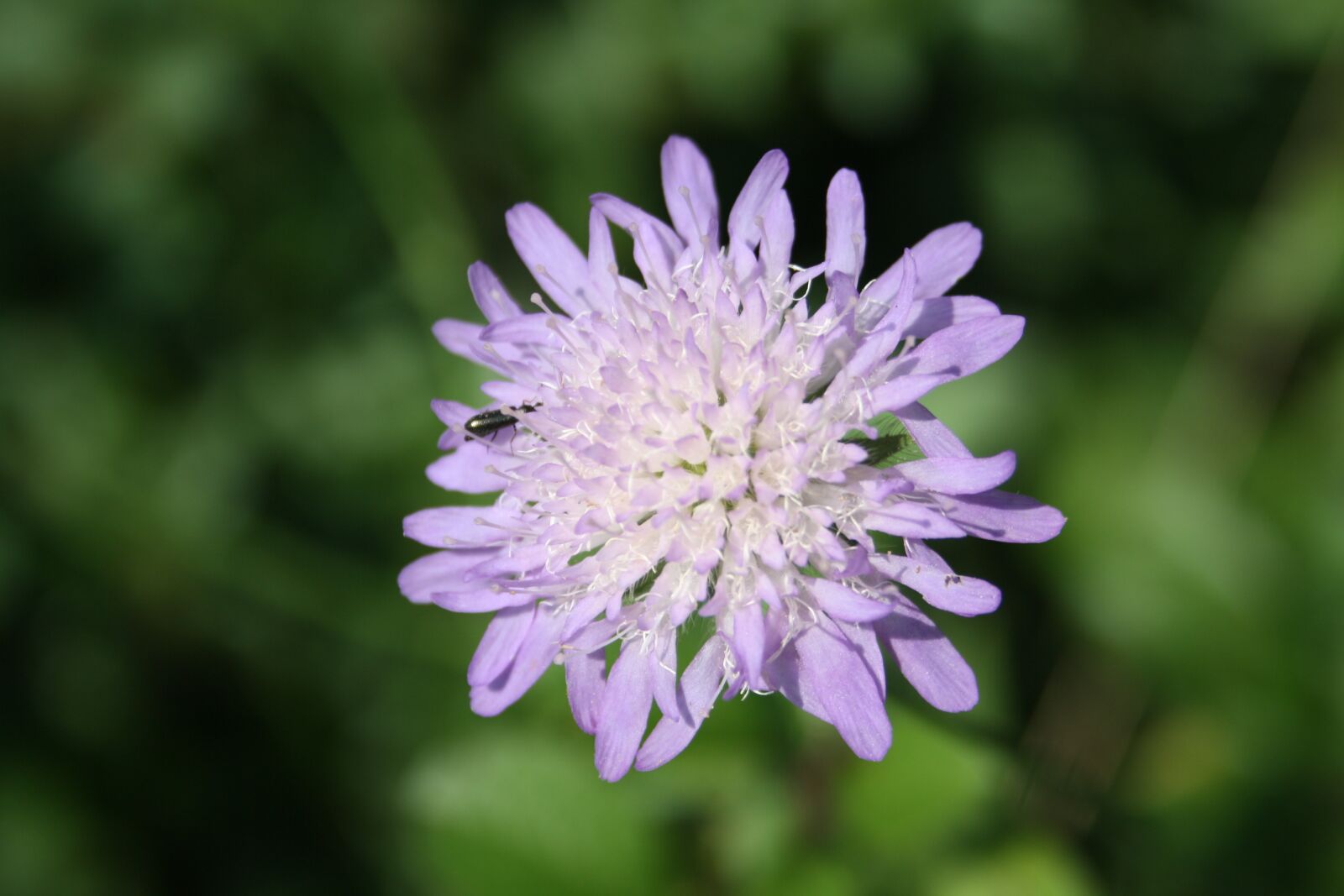 Canon EOS 1000D (EOS Digital Rebel XS / EOS Kiss F) sample photo. Flower, insect, nature photography