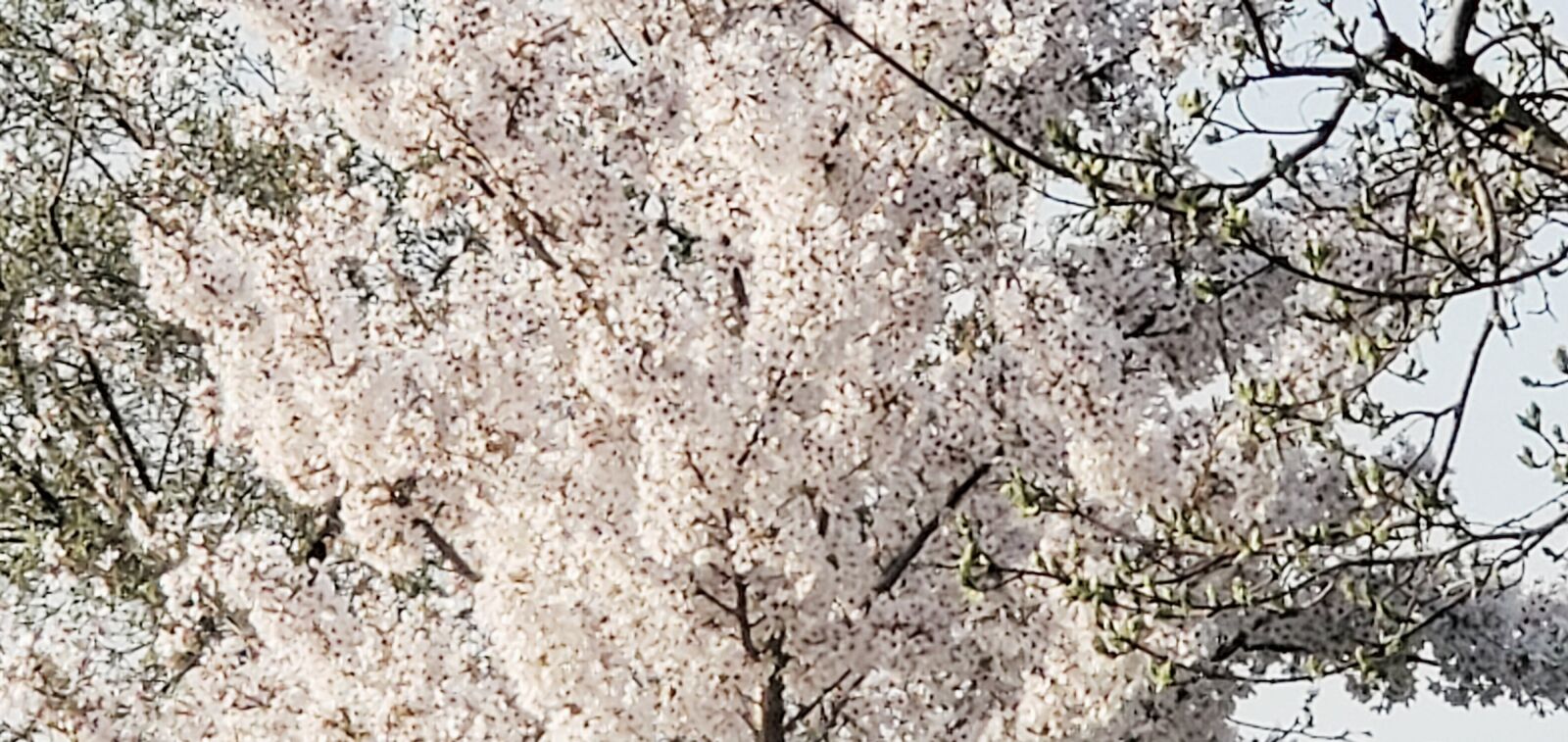 Samsung Galaxy S10+ sample photo. Tree, sky, stuff photography