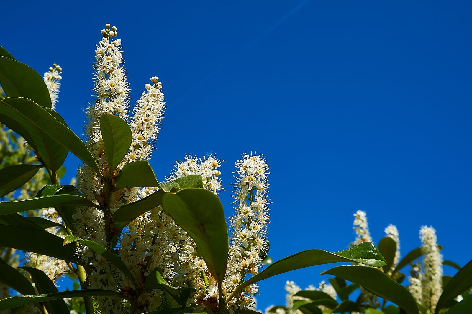 Sony a6000 sample photo. Prunus laurocerasus, blossom, bloom photography