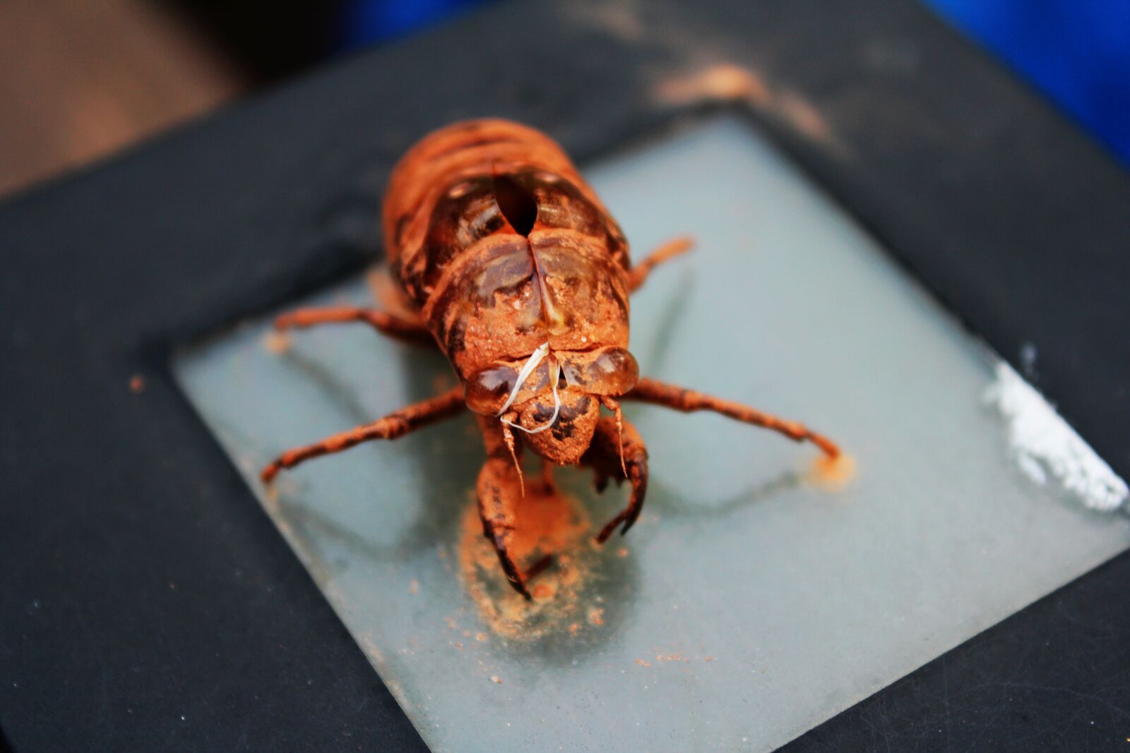 Canon EOS 550D (EOS Rebel T2i / EOS Kiss X4) sample photo. Insect, cicada, cicada shell photography