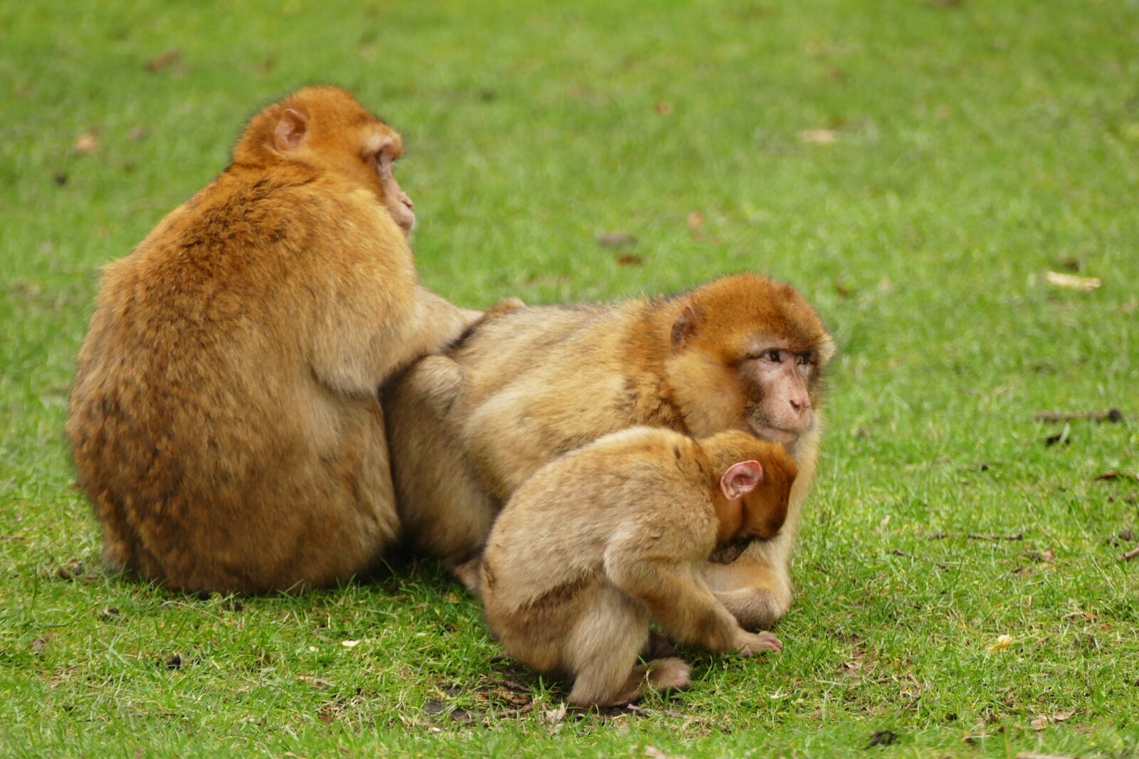Panasonic Lumix DMC-FZ1000 sample photo. Ape, monkey, animal photography