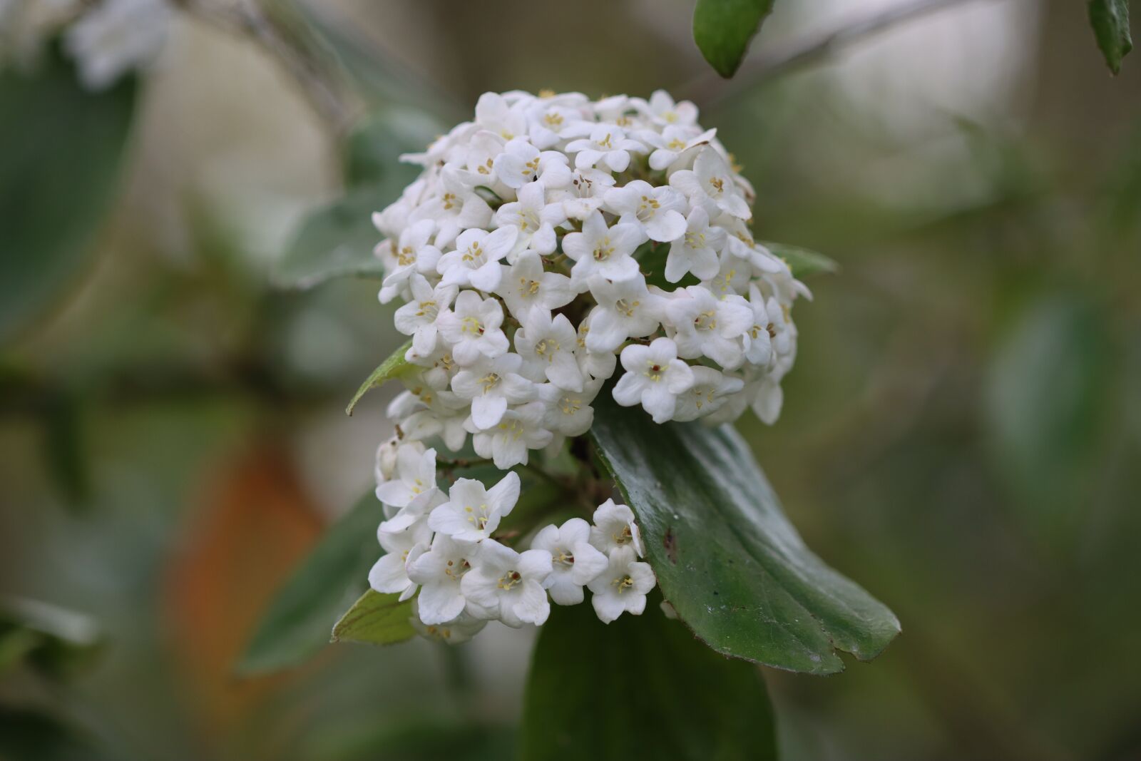Canon EOS 90D sample photo. Viburnum, shrub, flowers photography
