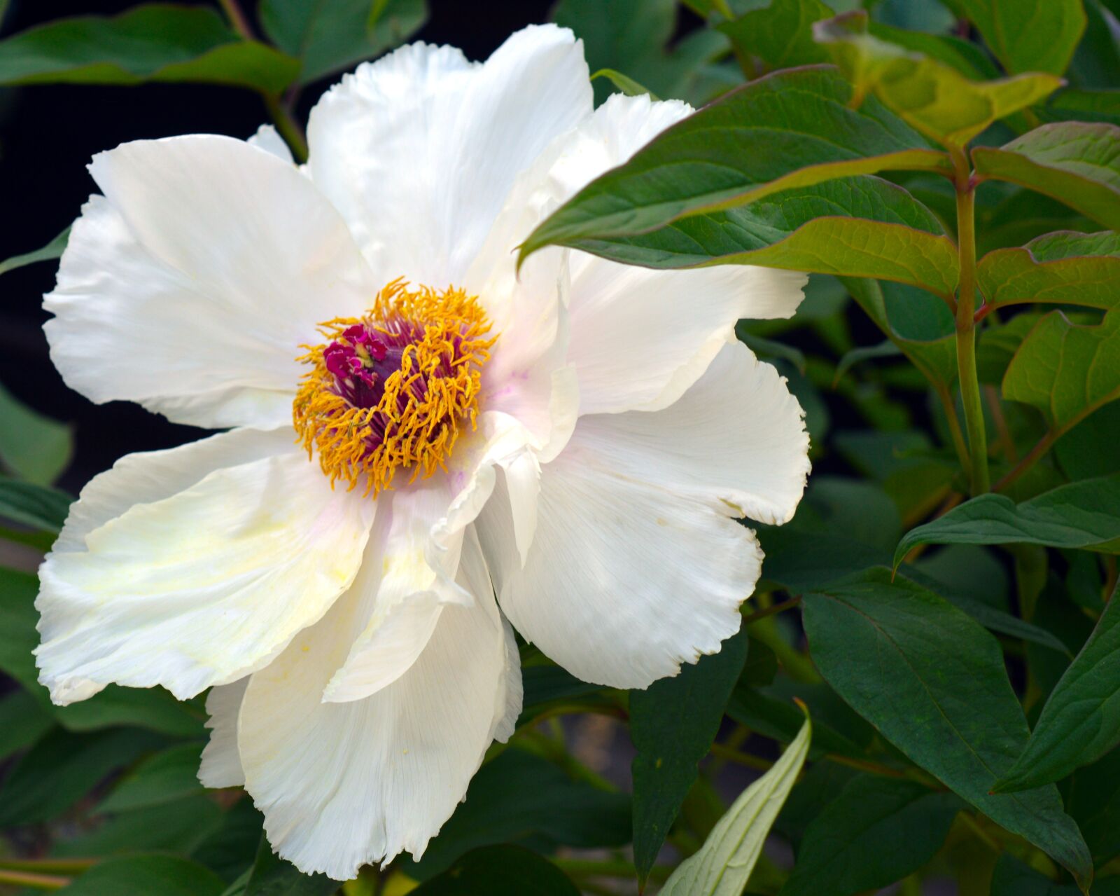 Nikon D3200 sample photo. Peony, shrub peony, tree photography