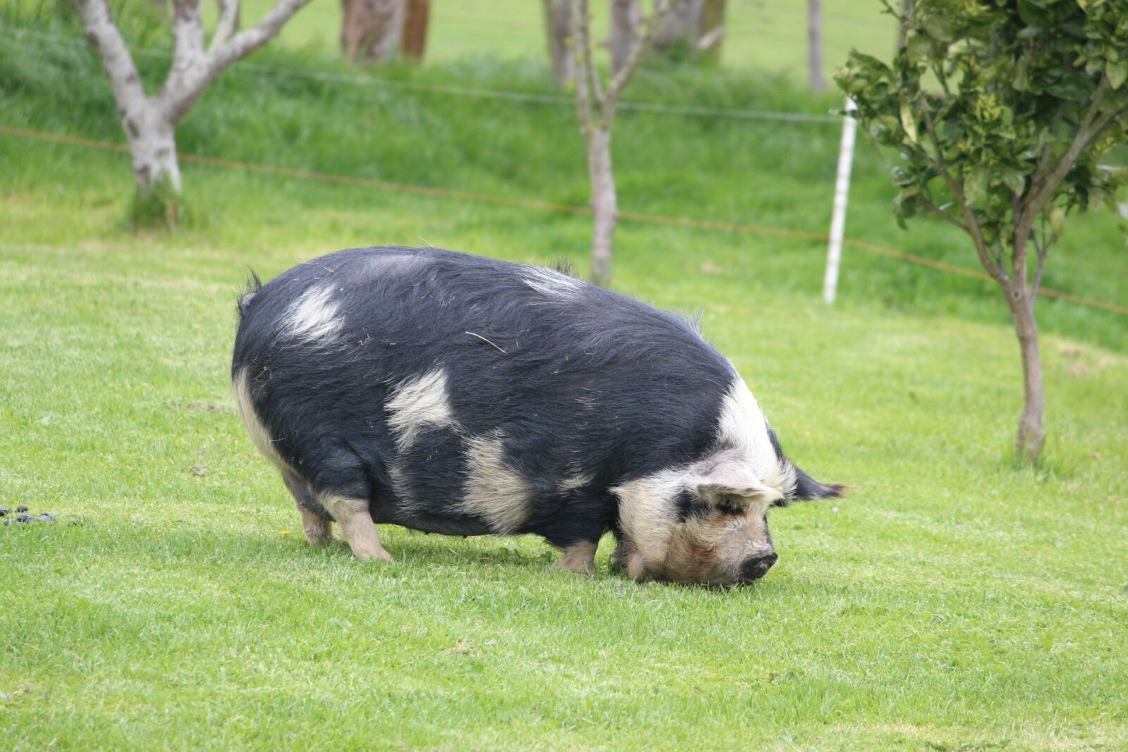 Canon EOS 600D (Rebel EOS T3i / EOS Kiss X5) sample photo. Pig, farm, nz photography