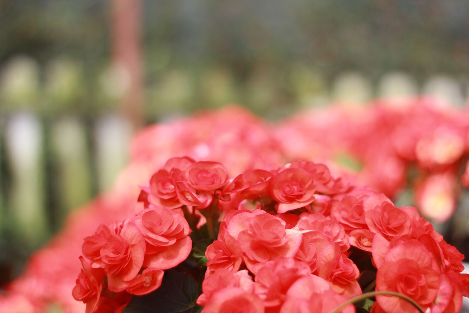 Canon EOS 60D + Canon EF 50mm F1.8 II sample photo. Flowers, garden, cameronhighland photography