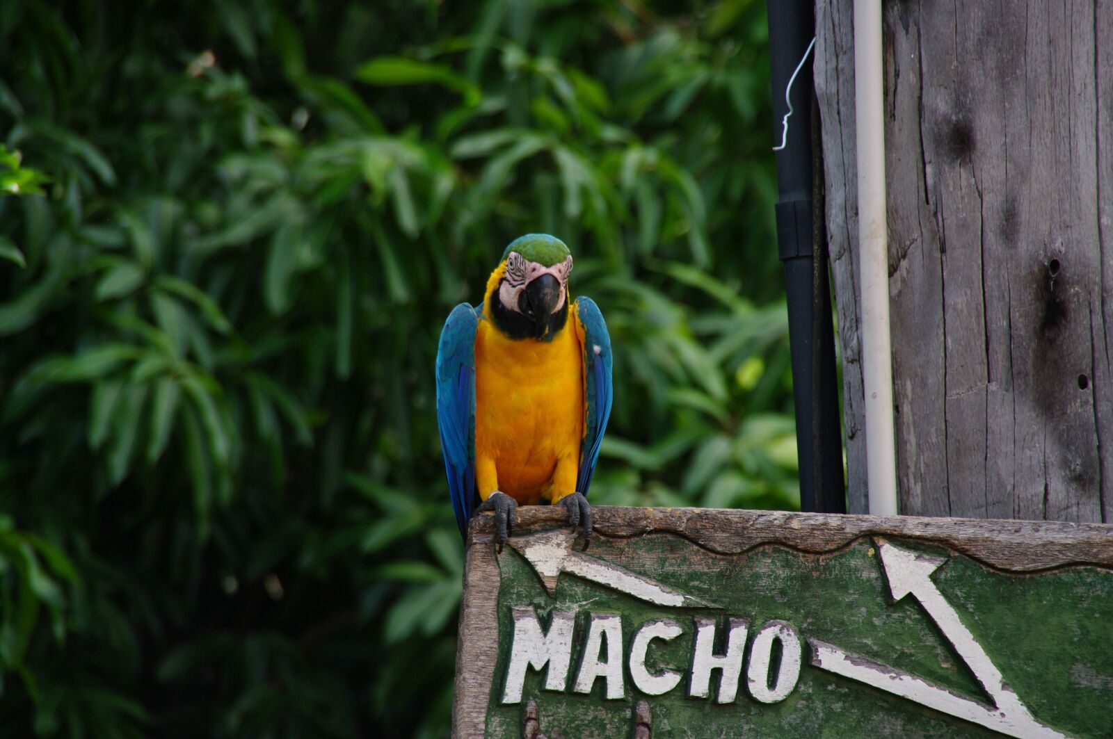 Pentax K20D sample photo. Wood, nature, bird photography