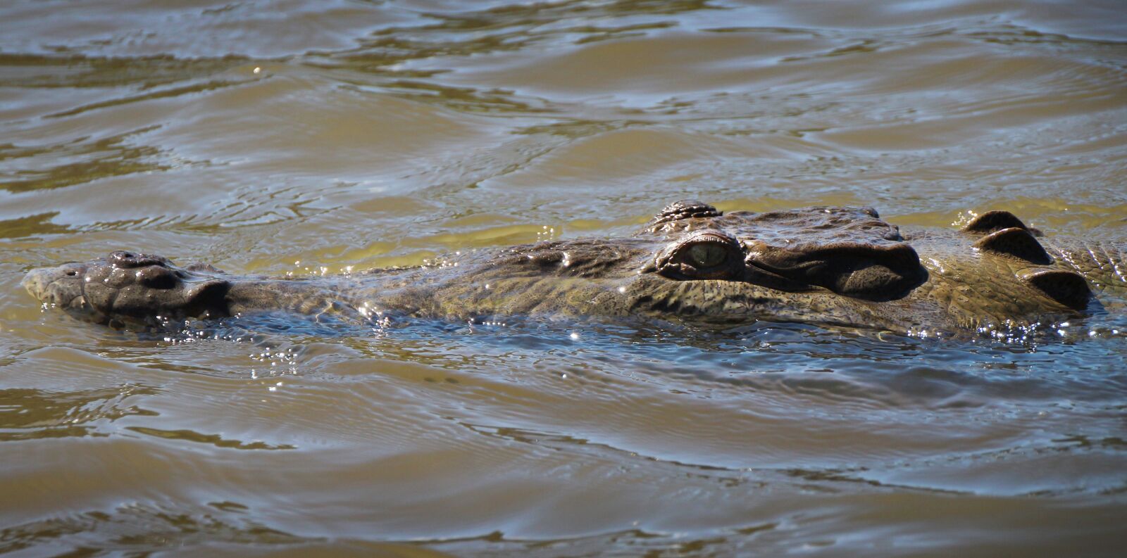 Canon EOS 1300D (EOS Rebel T6 / EOS Kiss X80) sample photo. Crocodile, river, predator photography
