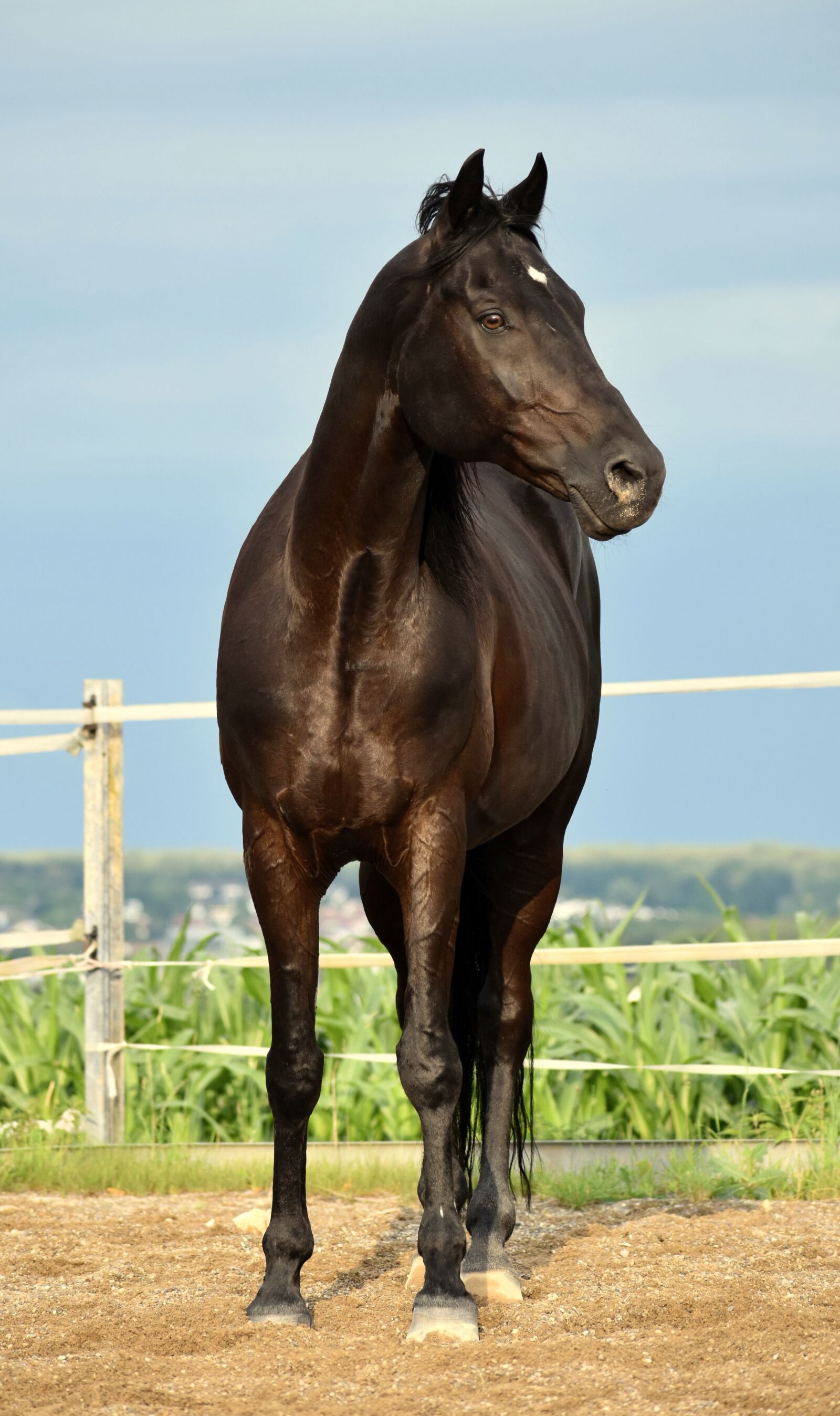 Nikon D3500 sample photo. Rap, horse, horses photography