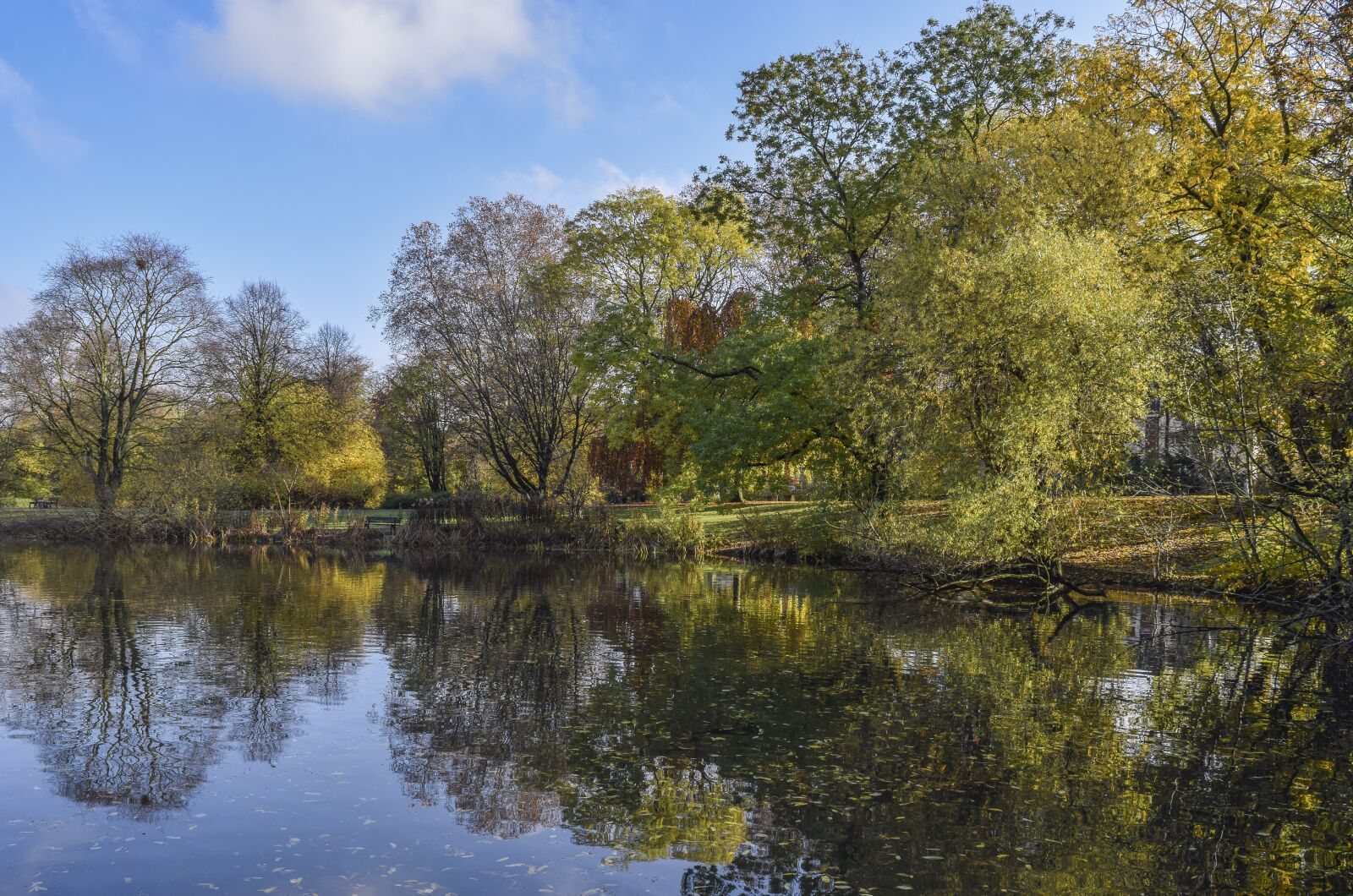 Nikon D3300 sample photo. Forest, nature, autumn photography