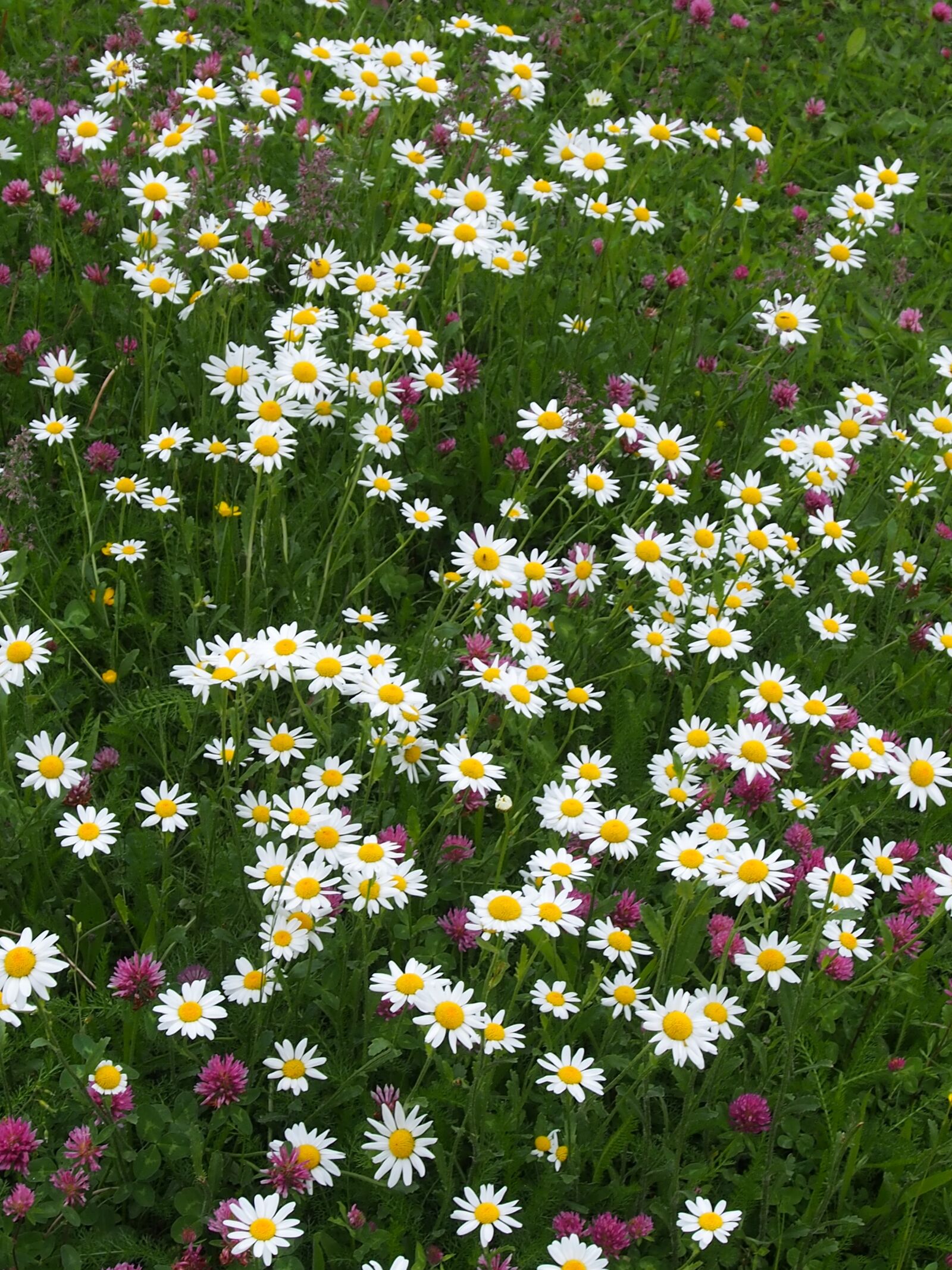 Olympus OM-D E-M5 sample photo. Daisies, klee, meadow photography