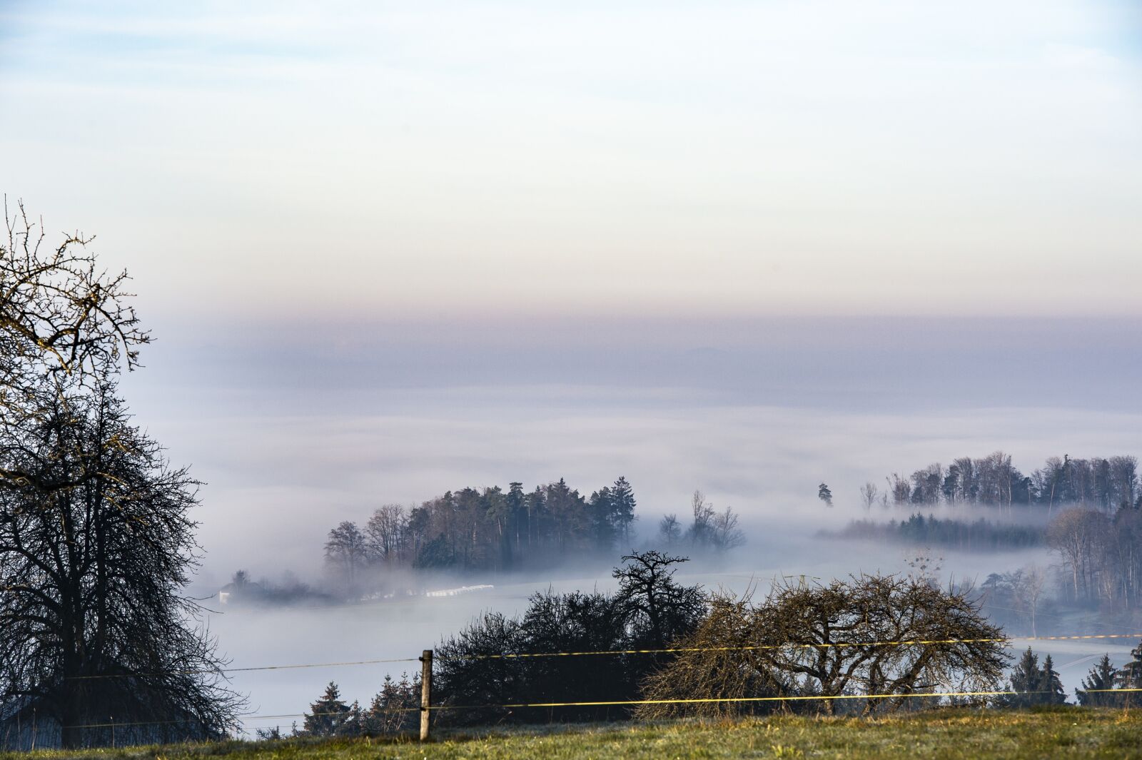 Nikon D700 sample photo. Fog, meadow, tree photography