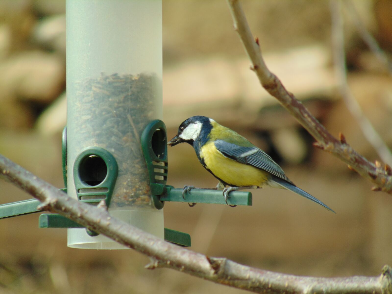 Sony Cyber-shot DSC-H300 sample photo. Coal tit, bird feeder photography