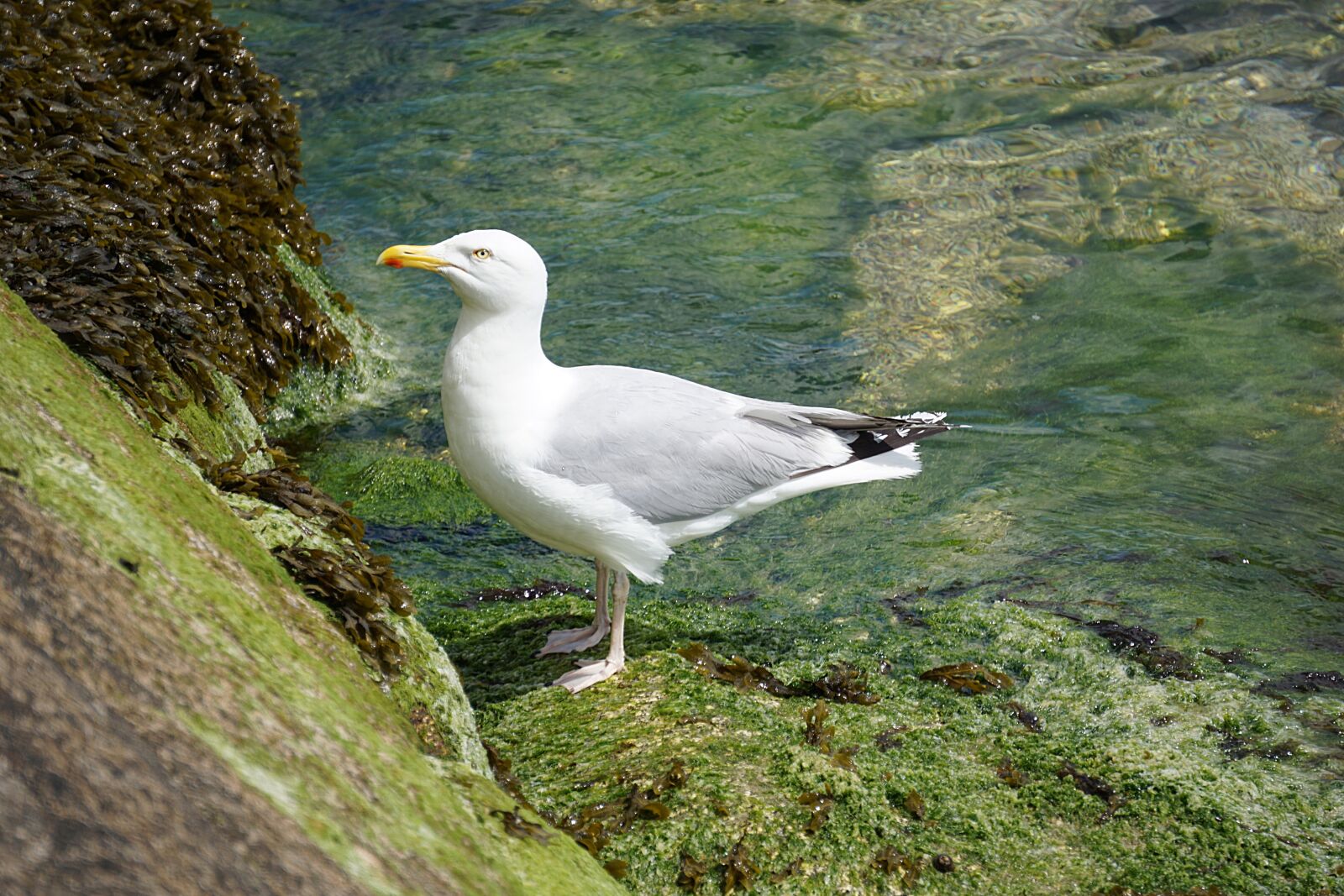 Sony a6000 sample photo. Gull, bird, animal photography