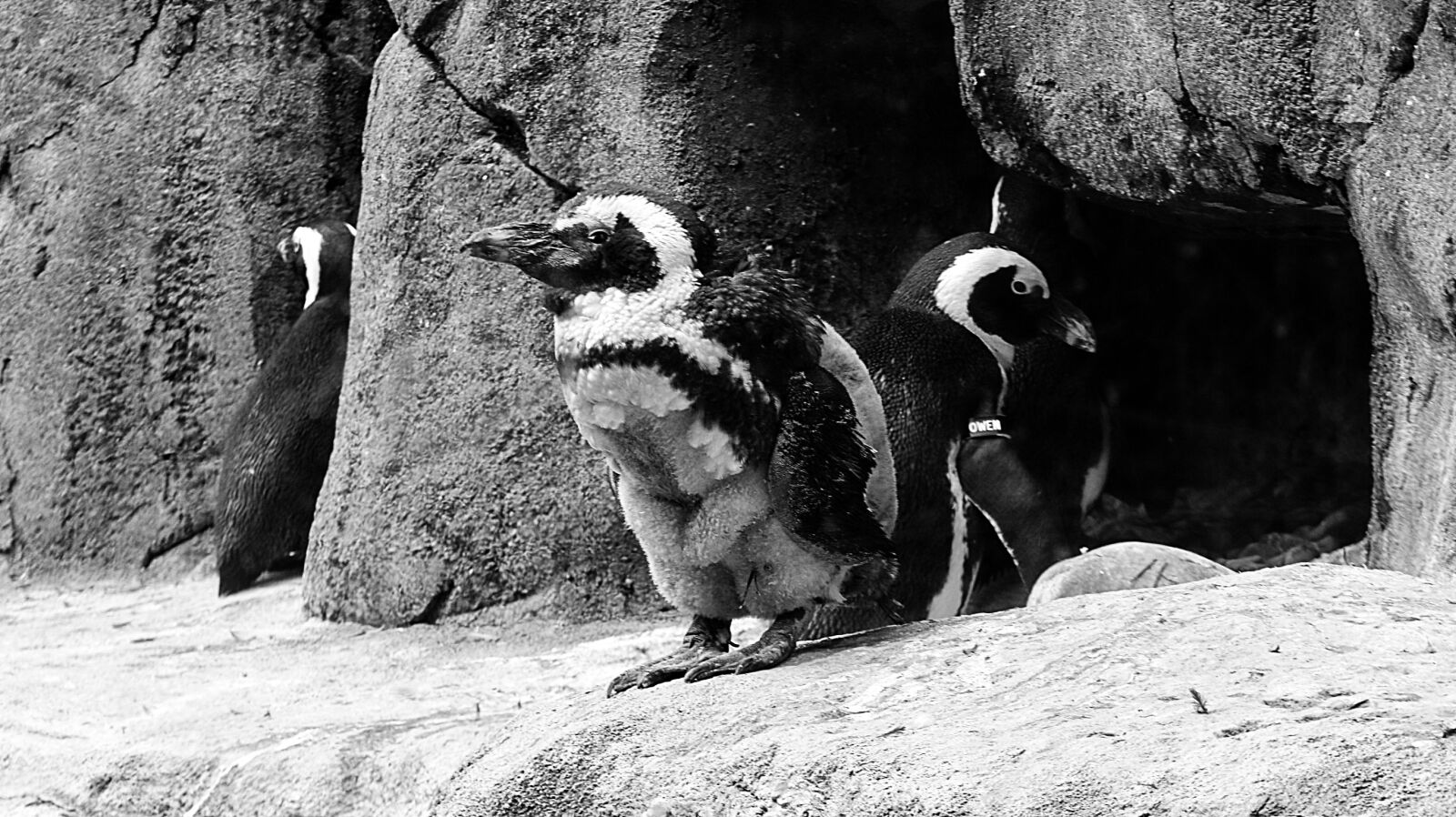 Canon EOS 70D sample photo. Birds, black, and, white photography