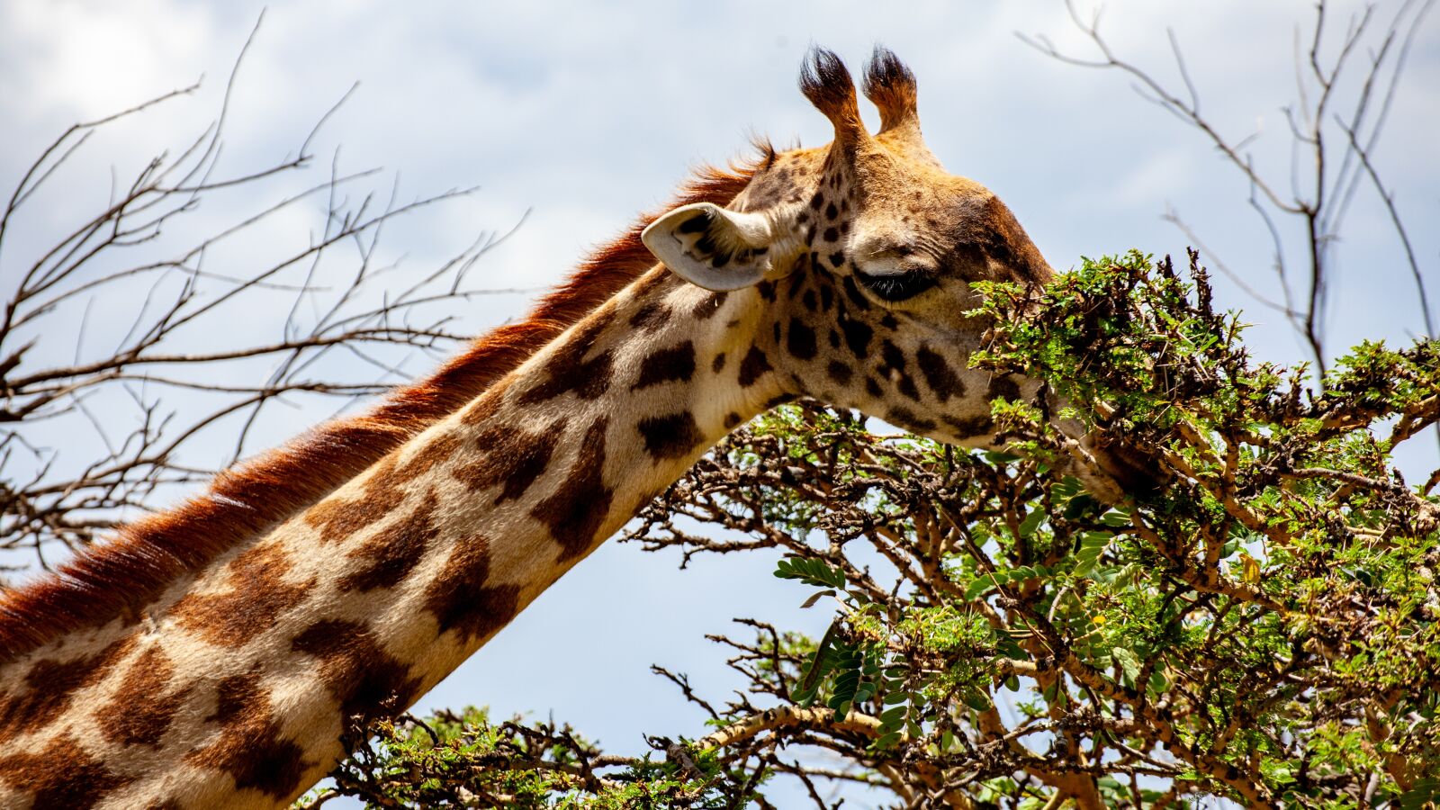 Canon EOS 5D Mark II sample photo. Giraffe, tree, kenya photography