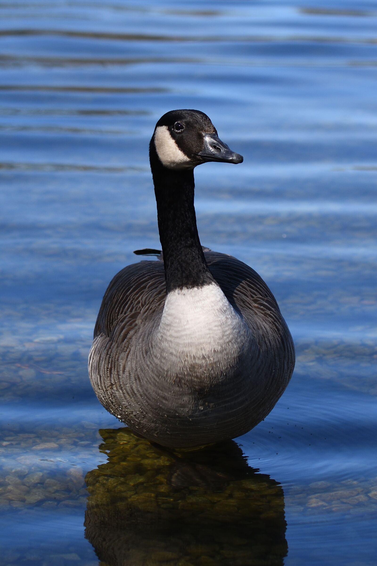 Nikon D7200 sample photo. Bird, waters, animal world photography