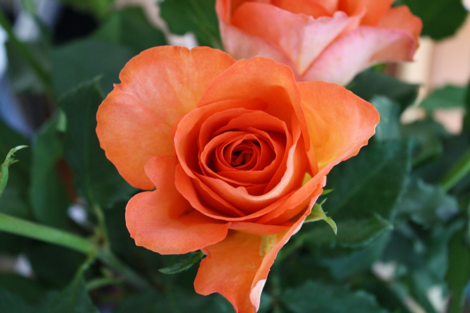 Canon EOS 1000D (EOS Digital Rebel XS / EOS Kiss F) sample photo. Flower, nature, floral photography