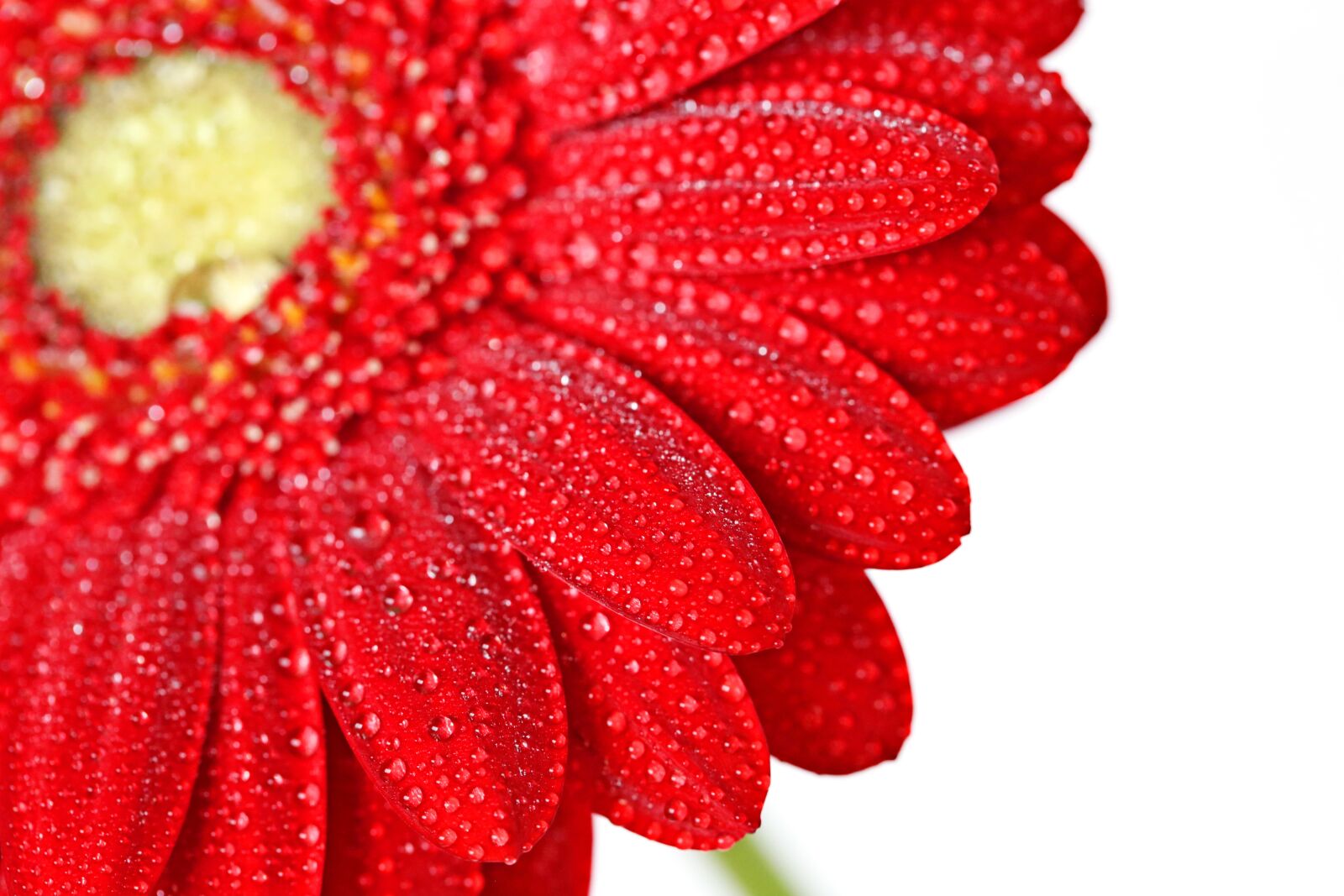 Canon EOS 6D sample photo. Red, gerbera, flower photography