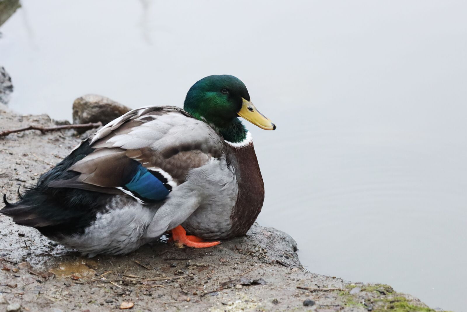 Canon EOS R + Canon EF 135mm F2L USM sample photo. Duck, bird, animal photography