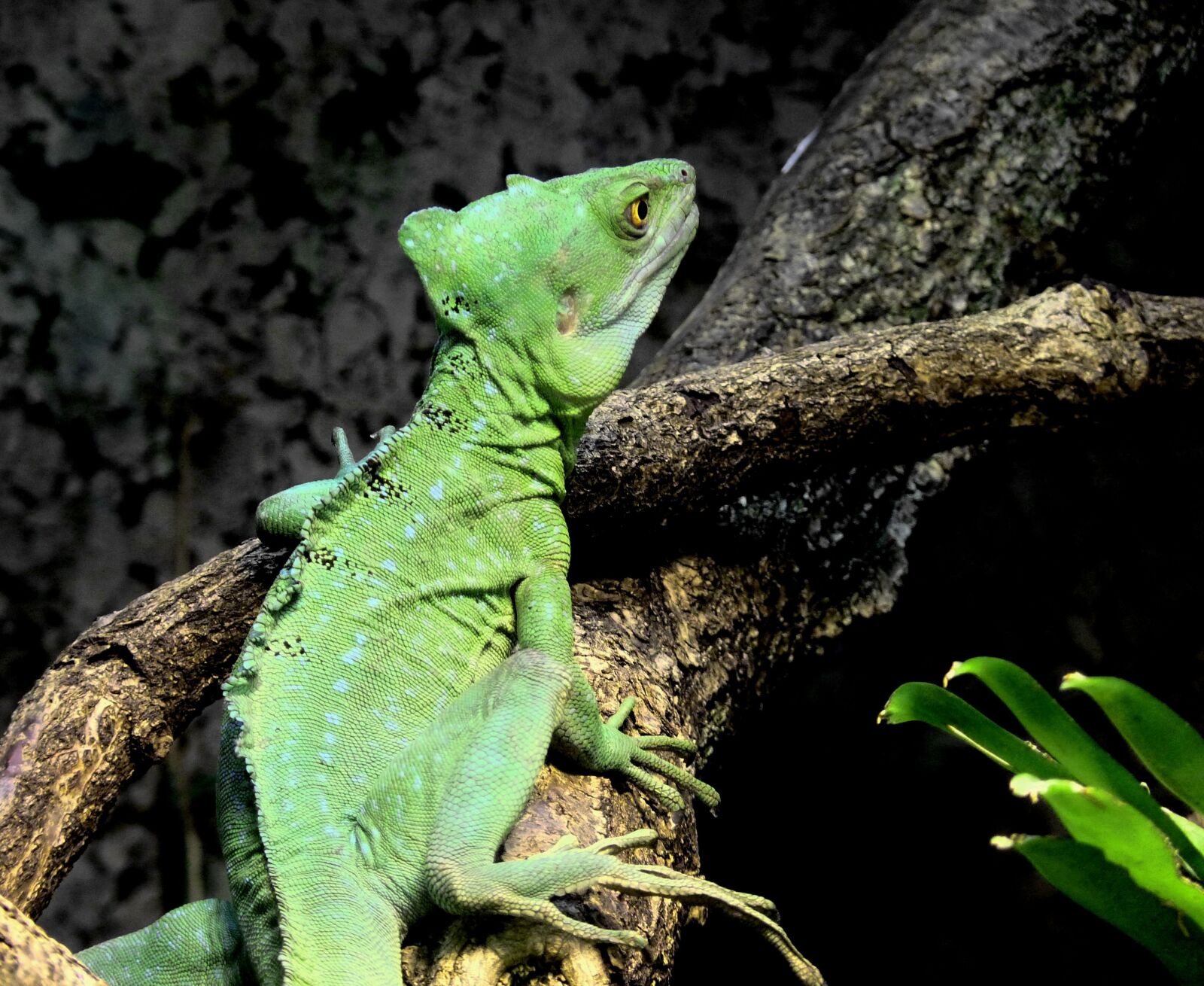 Panasonic Lumix DMC-FZ35 (Lumix DMC-FZ38) sample photo. Chameleon, green, reptile photography