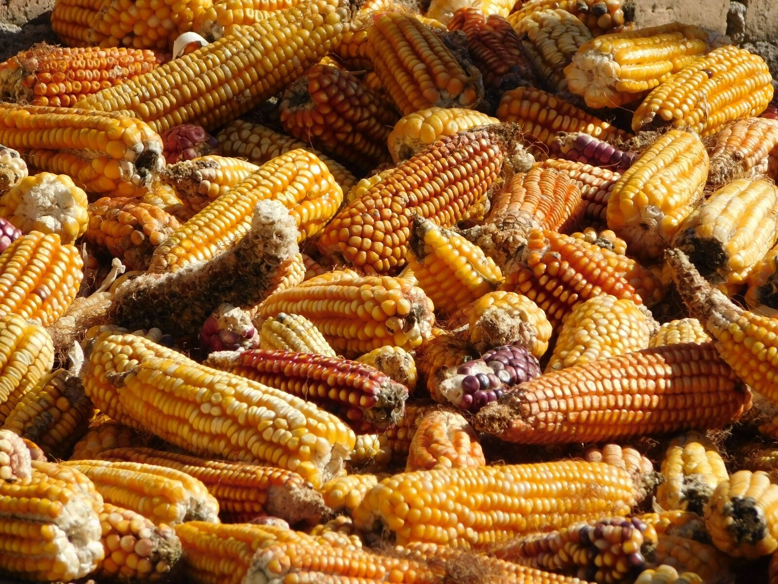 Nikon Coolpix L840 sample photo. Corn, mexico, mexican photography