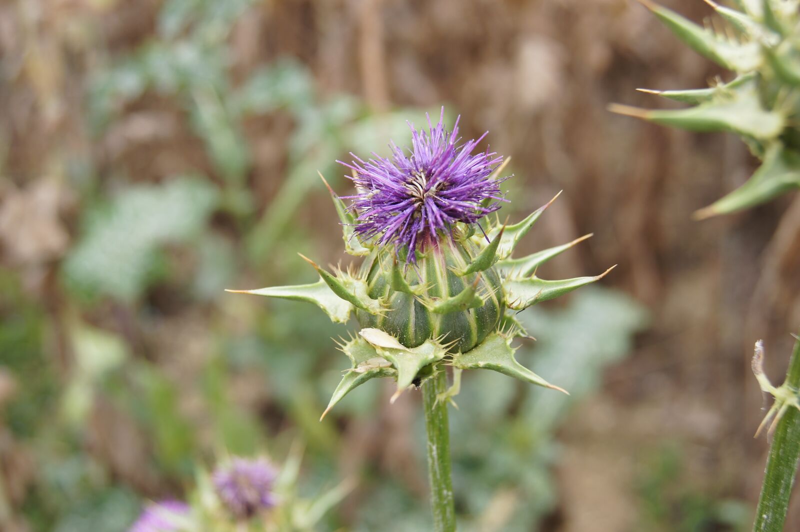 Sony SLT-A33 sample photo. Thistle, flower, meadow photography