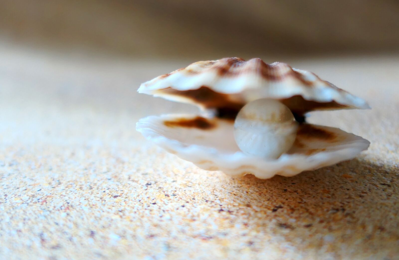 Panasonic Lumix DMC-LX10 (Lumix DMC-LX15) sample photo. Shell, the beach pearl photography