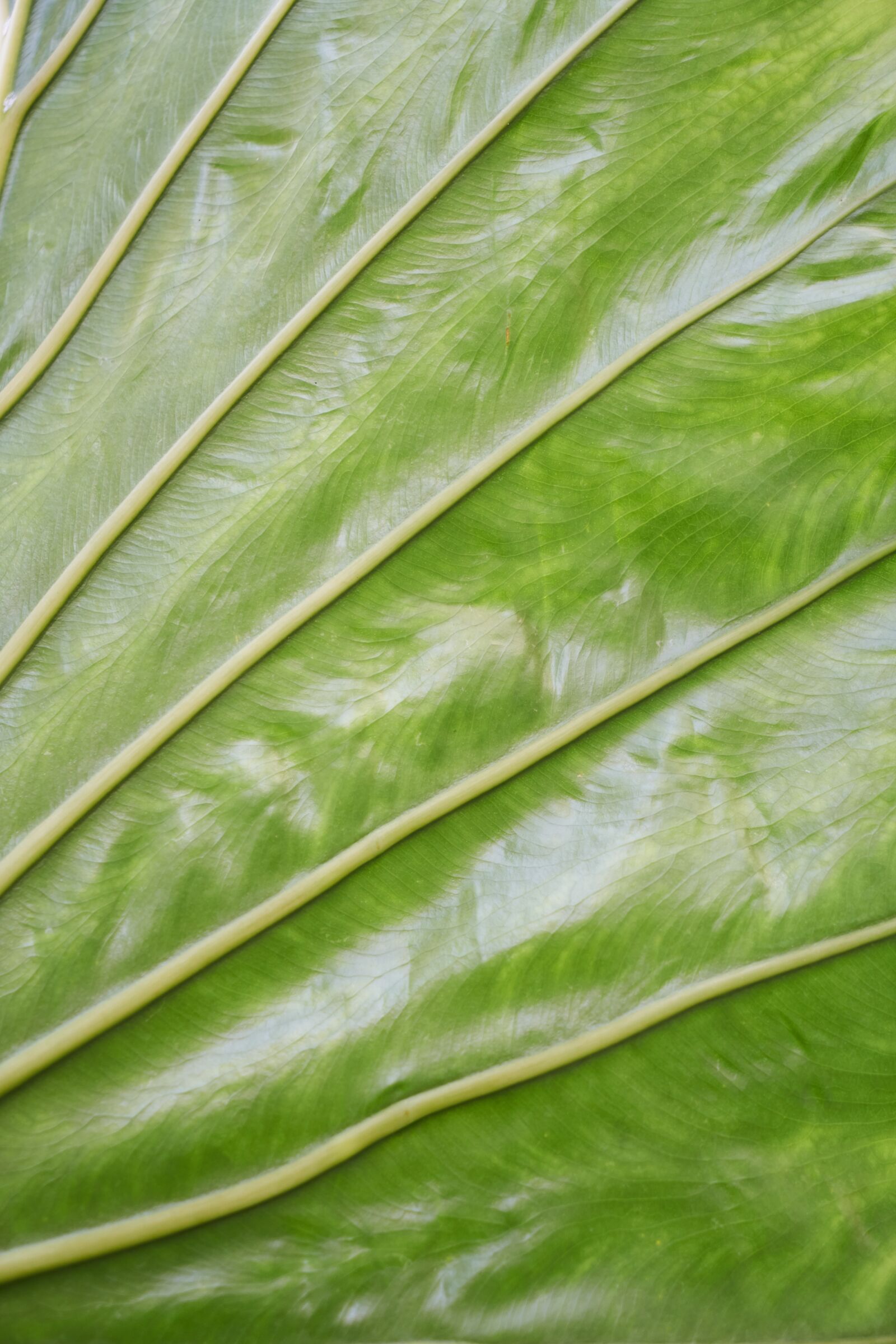 Sony a7R II sample photo. Palm, plant leaf, texture photography
