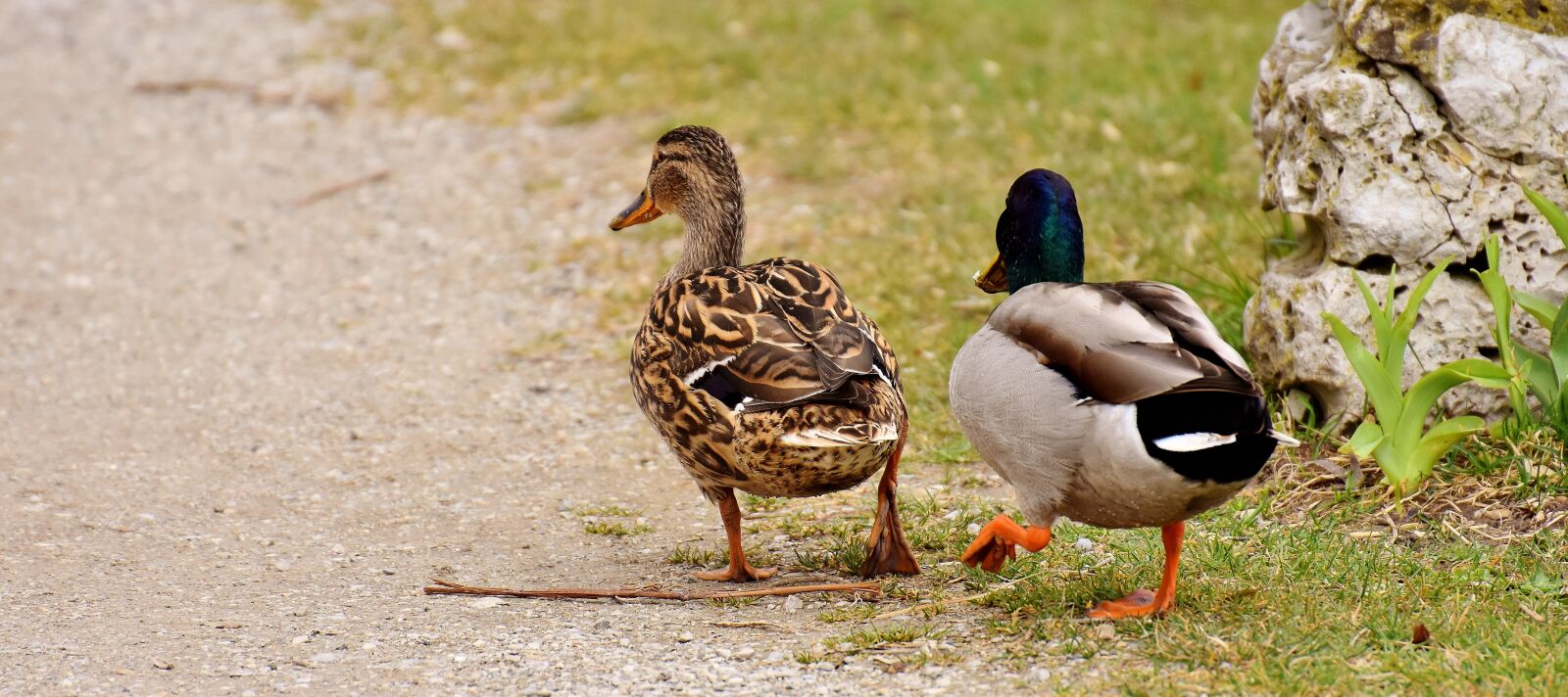 Nikon D7200 sample photo. Walk, pair, pair of photography