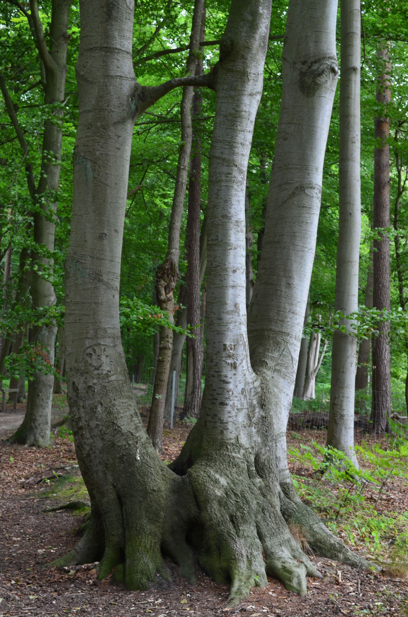 Nikon D5100 sample photo. Tree, nature, trees photography