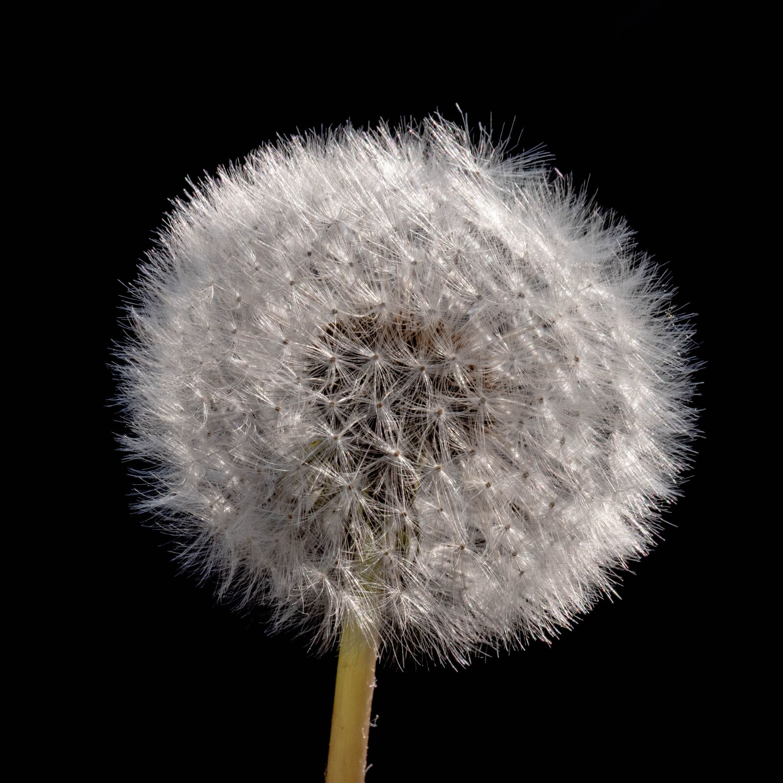 LEICA DG 12-60/F2.8-4.0 sample photo. Dandelion, fluffy, shock photography
