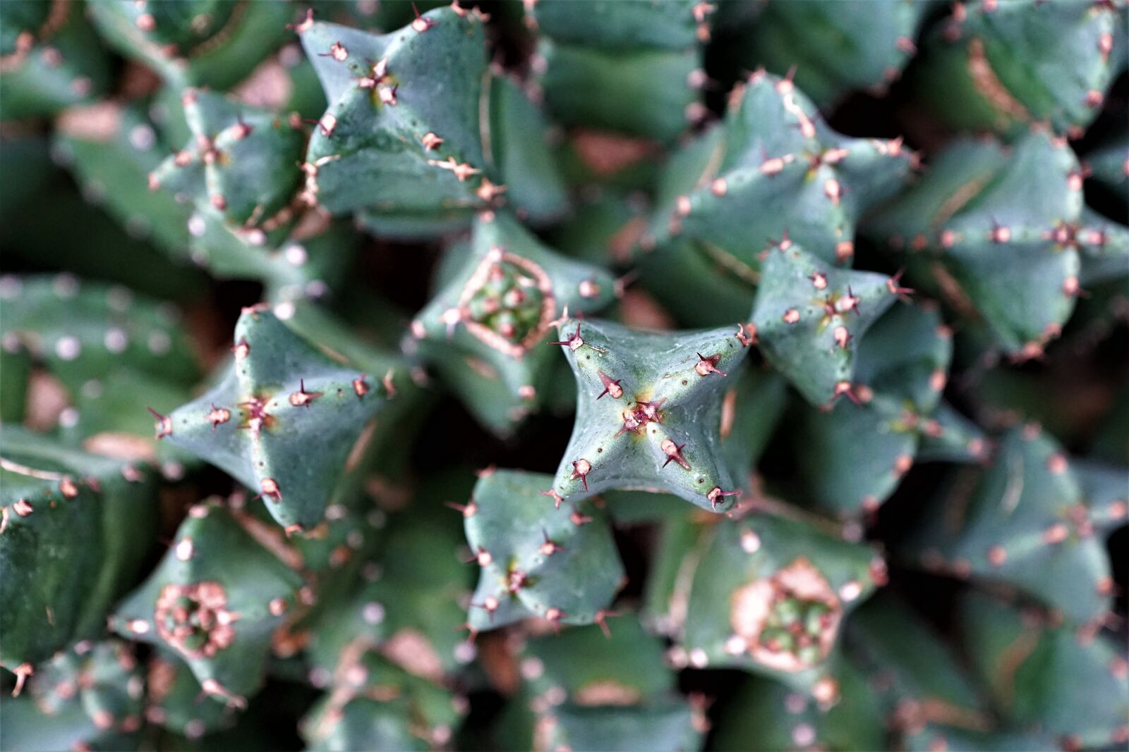 Sony ILCA-77M2 + Sony DT 16-50mm F2.8 SSM sample photo. Thorn, cactus, plant photography
