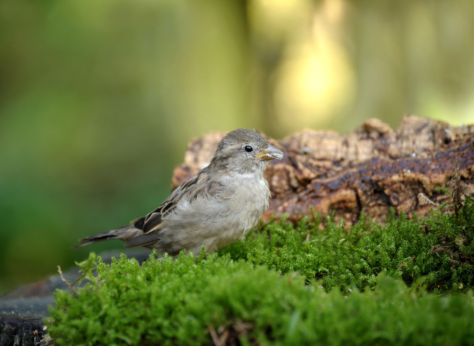 Nikon D3S sample photo. Animal world, bird, nature photography