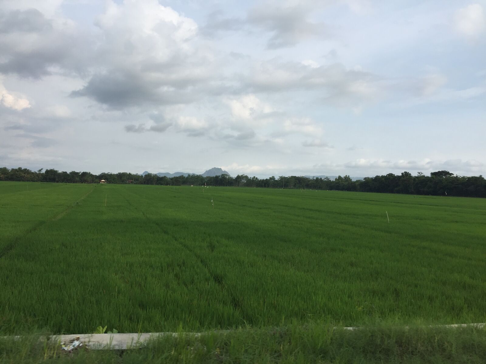 iPhone 6 back camera 4.15mm f/2.2 sample photo. Paddy, field, landscape photography