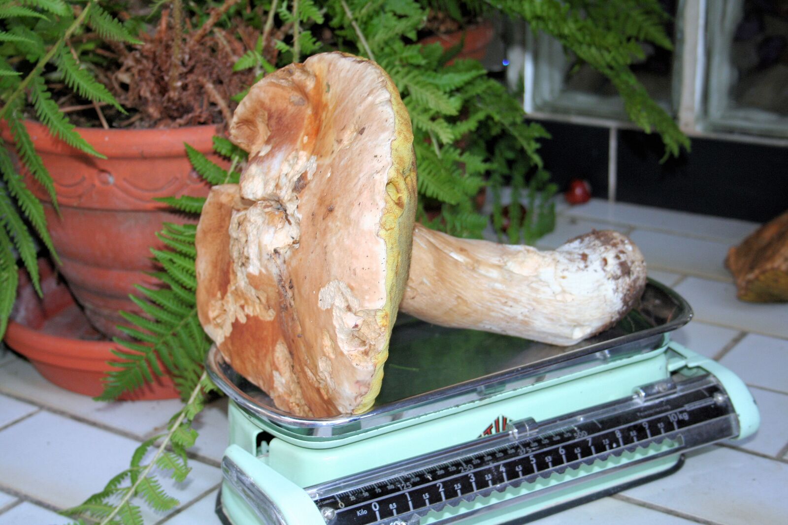Canon EOS 350D (EOS Digital Rebel XT / EOS Kiss Digital N) sample photo. Mushroom, kitchen scale, nature photography
