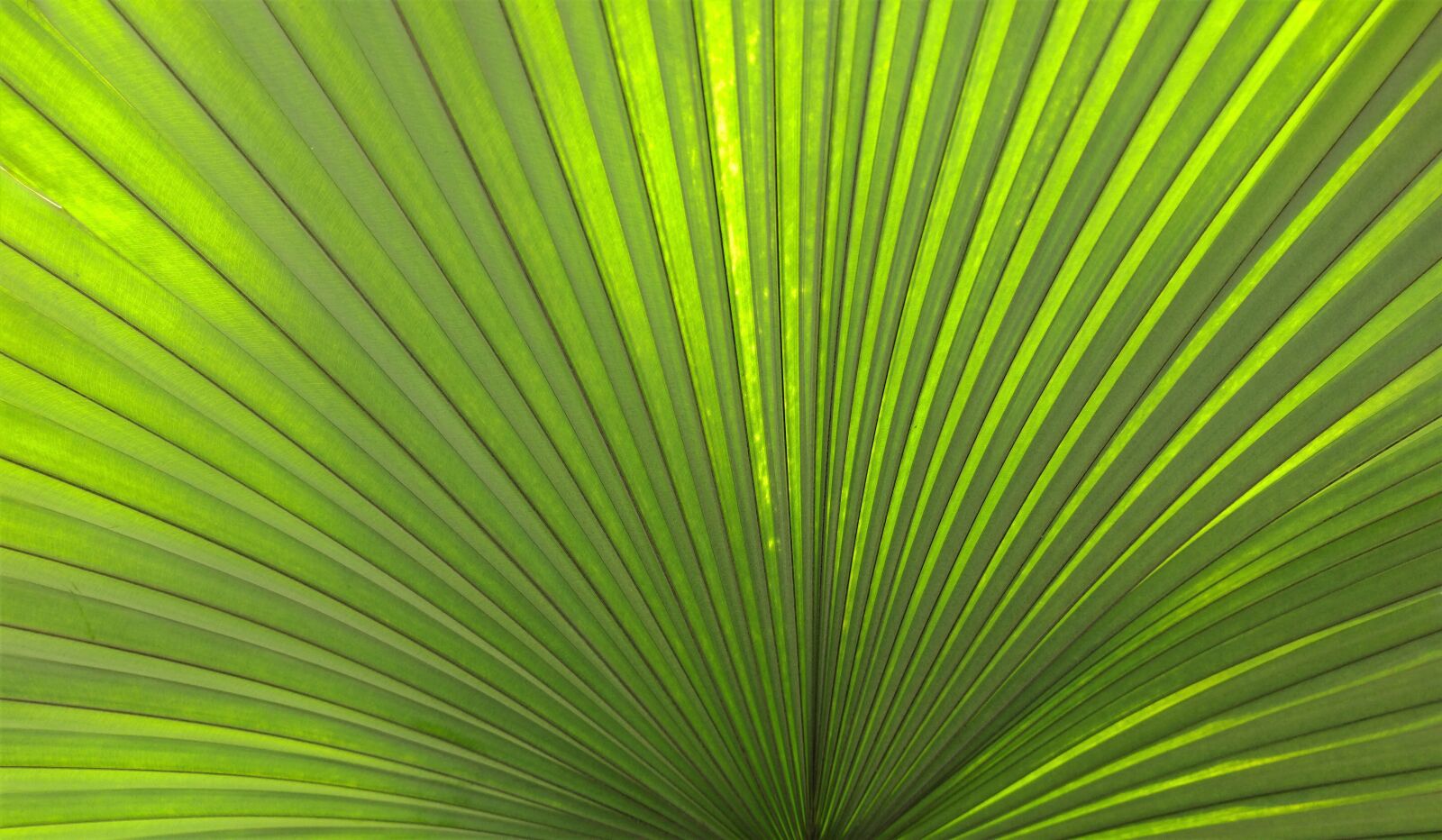 ZTE A2017G sample photo. Palm, leaf, tropical photography