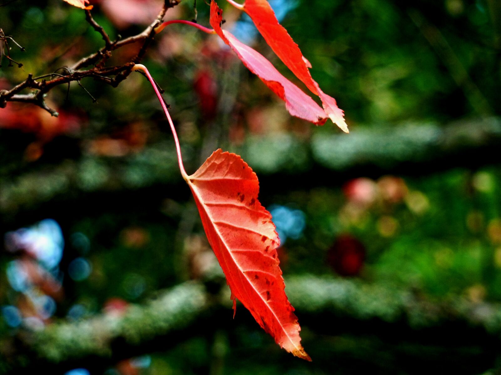 Panasonic DMC-TZ7 sample photo. Autumn, autumn leaf, leaves photography